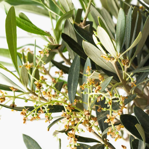 Olivenbaum - Glück und Wohlstand