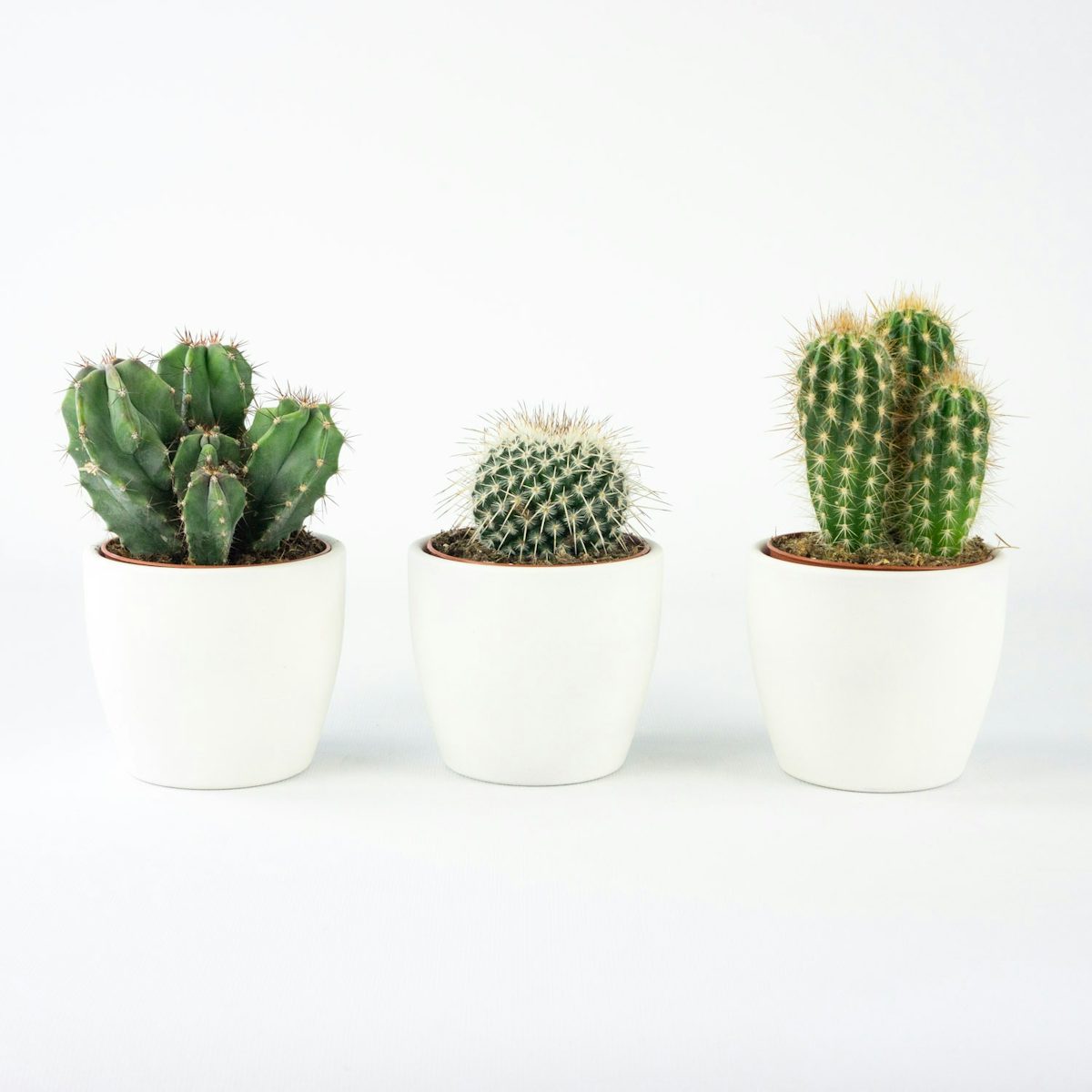 Mini-Kaktus-Trio