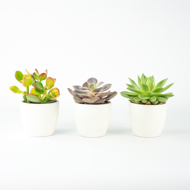 Trio di mini succulente