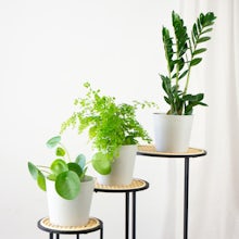 Trio of Plants: The Purifiers