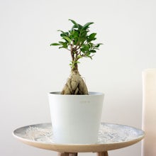 Bonsai Ficus Ginseng related pic