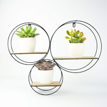Trio de mini succulentes