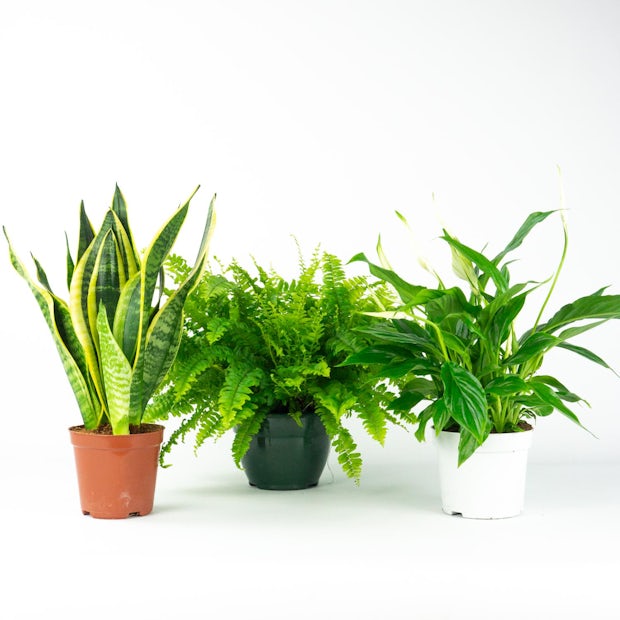 main plant pot