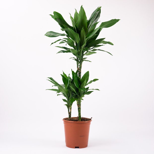 Dracaena Fragrans - Zierpflanze