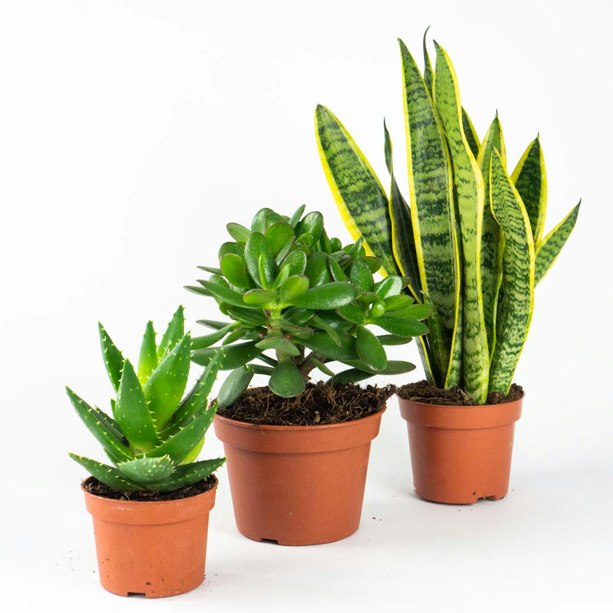 Trio de plantas de Verão