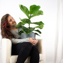 Fiddle Leaf Fig Tree related pic