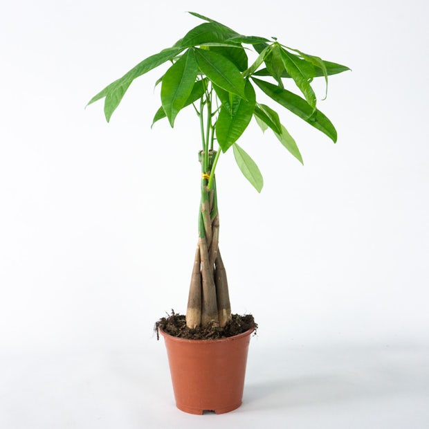 Pachira Aquatica - Glücksbaum