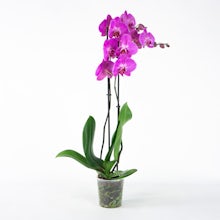 Orquídea Navideña