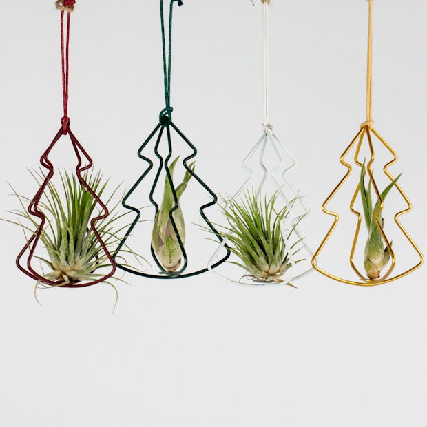 Air Plant with Christmas Tree Set