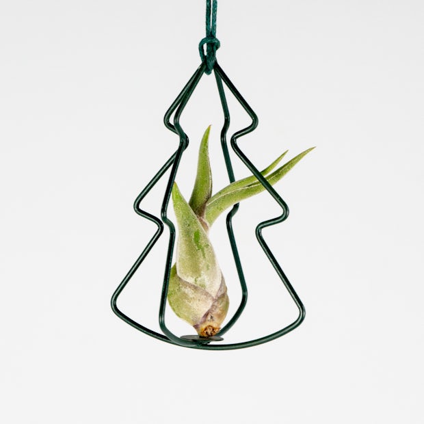 Air Plant with Christmas Tree Set