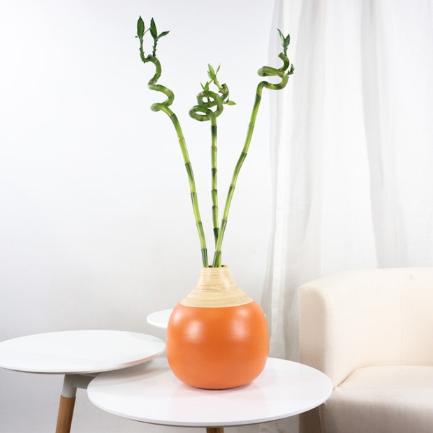 Glücksbambus Topf-Ø ca. 9 cm in chinesischer Vase kaufen bei OBI