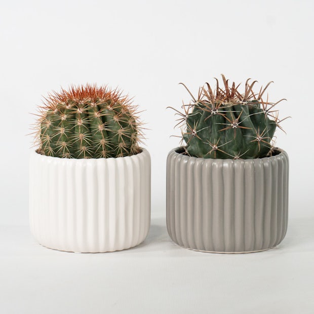 Duo de Cactus avec cache-pot