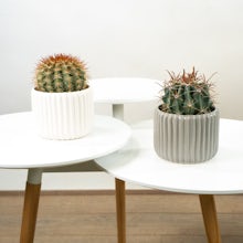 Duo de Cactus avec cache-pot