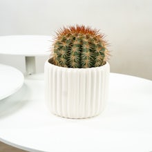 Cactus immortel avec cache-pot blanc