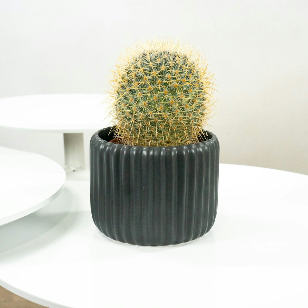 Cactus inmortal con macetero Negro
