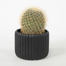 Cactus inmortal con macetero Negro