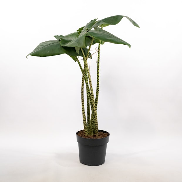 Alocasia Zebrina XL