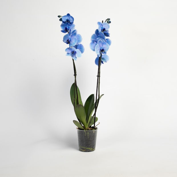 Orchidée bleue