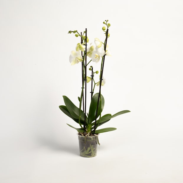 Biała orchidea