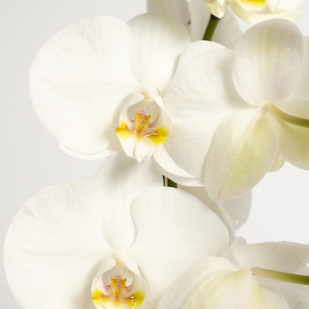 Biała orchidea