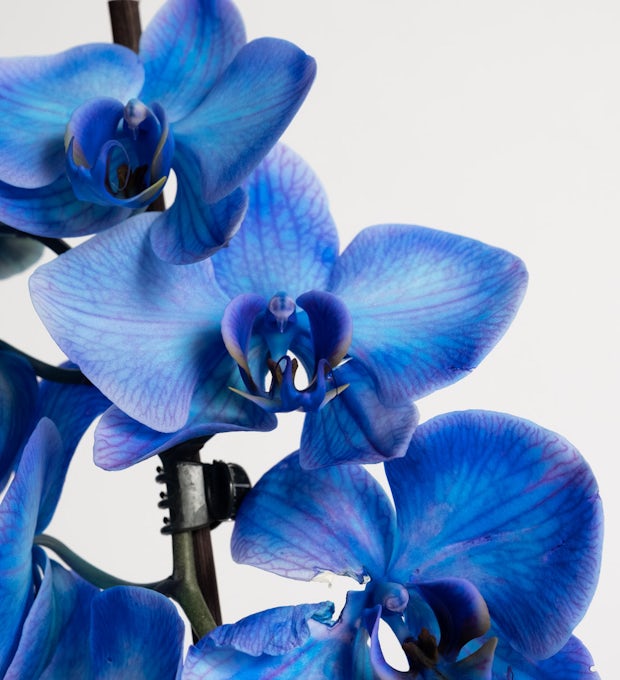 Blaue Orchidee