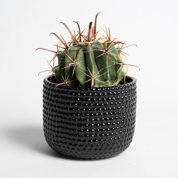 Cactus Tenerife Black