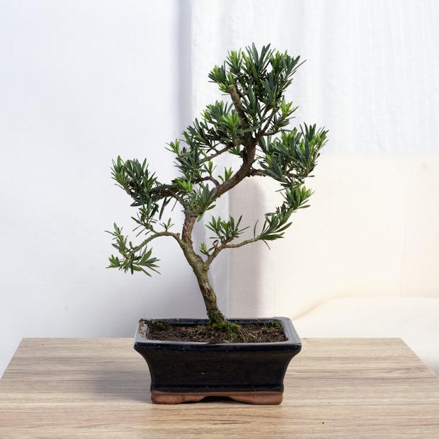 Bonsai Podocarpus macrophyllus
