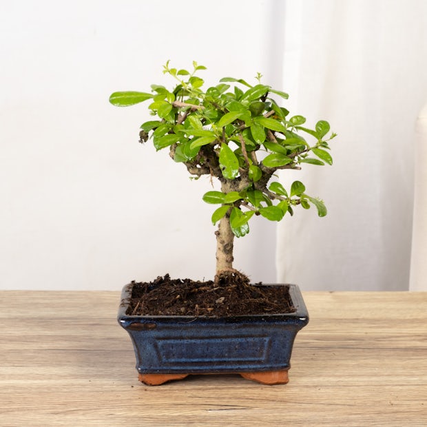 Acquistare Bonsai Carmona - Richiede poche cure 