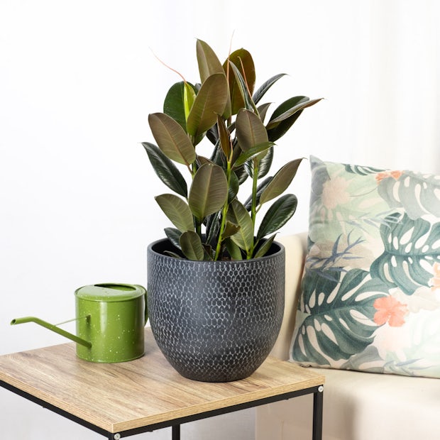 Buy online Ficus Elastica Melany 