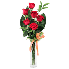Cor de Drac: 6 rose rosse