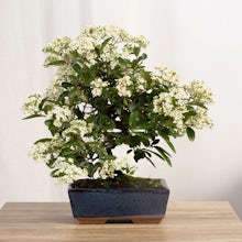 Bonsai 9 years old Pyracantha ... related pic