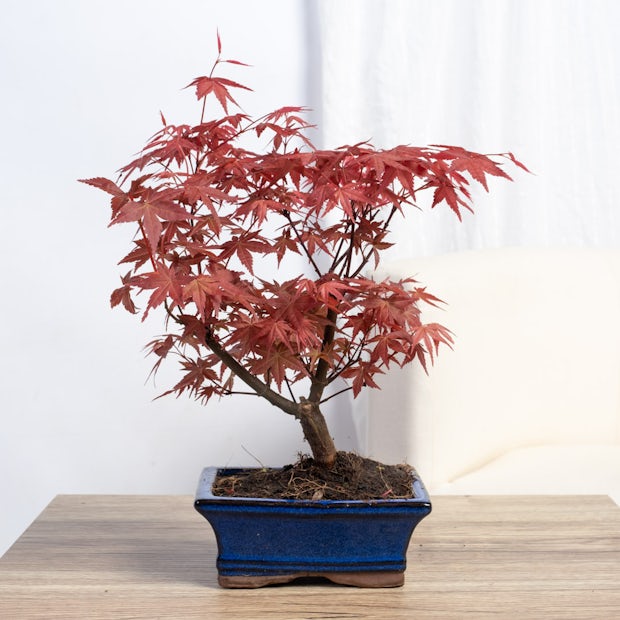 Бонсай 7 лет Acer palmatum atropurpureum