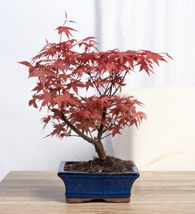 Bonsai 7 years old Acer palmatum atropurpureum