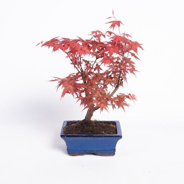 Bonsai 7 lat Acer palmatum atropurpureum