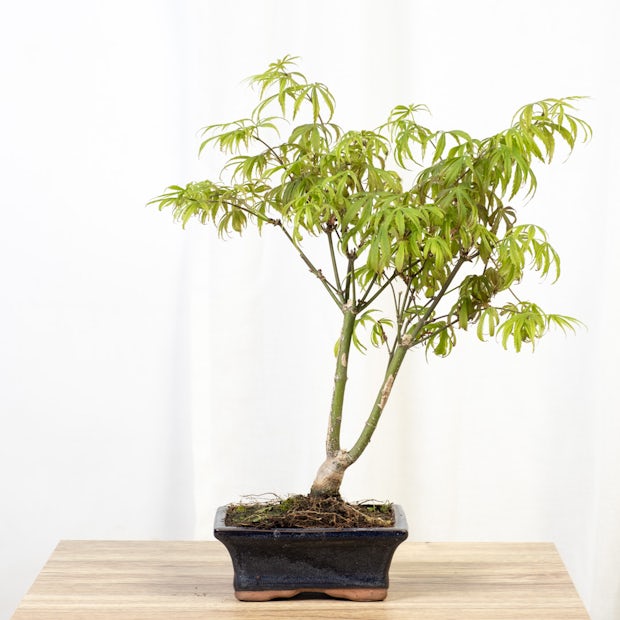 Bonsai 7 lat Acer palmatum defoliacja