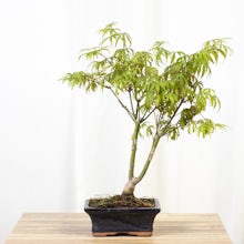 Bonsai 7 anos Acer palmatum de... related pic