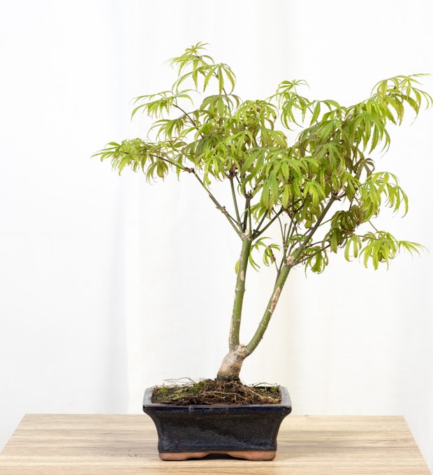 Bonsai 7 years old Acer palmatum defoliated