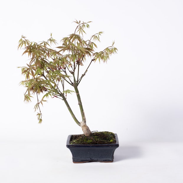 Acquistare Bonsai 7 anni Acer Palmatum - Acero Giapponese 