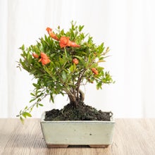 Bonsai Punica 7 years old CP12 related pic