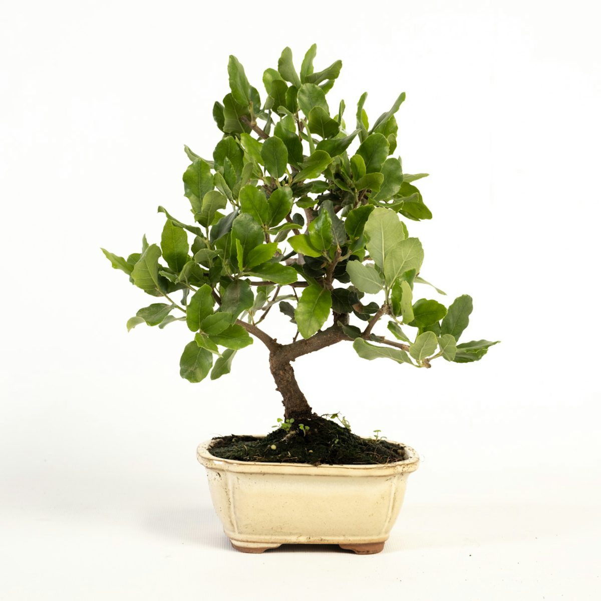 Bonsai Quercus 7 anos CP12