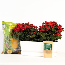 Pacote Begonia com Plantador