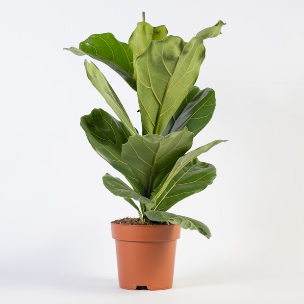 Fiddle Leaf Fig Tree - listnatý strom