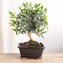 Bonsai Olivo 8 years old related pic