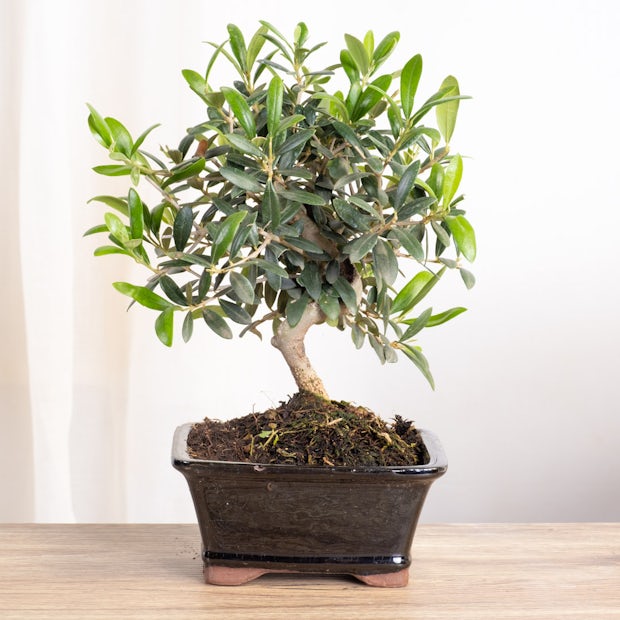 Acquistare Bonsai Olivo - Un olivo en miniatura 