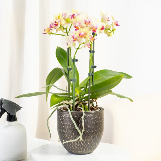 1pc Simulato Orchidea Tigre, Con Vera Trama Del Fiore, Decorazione Singola  Pianta In Vaso, Pianta Verde Domestica Per Interni Ed Esterni, Adatta Per