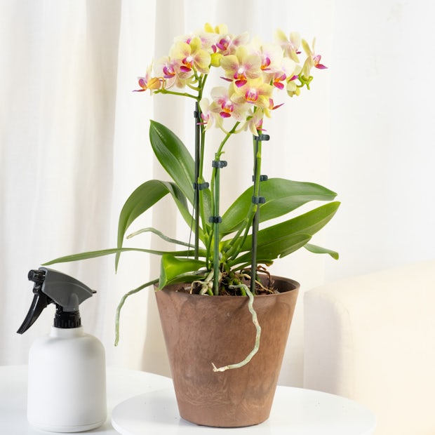 1pc Simulato Orchidea Tigre, Vera Trama Fiore, Decorazione Singola Pianta  In Vaso, Pianta Verde Domestica Interni Esterni, Adatta Soggiorno E  Decorazione Dellufficio, Spedizione Gratuita I Nuovi Utenti