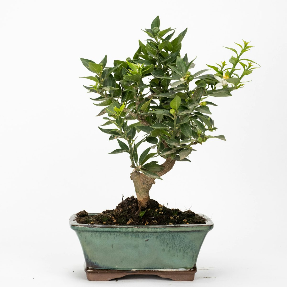 Bonsai 10 anos Citrus myrtifolia