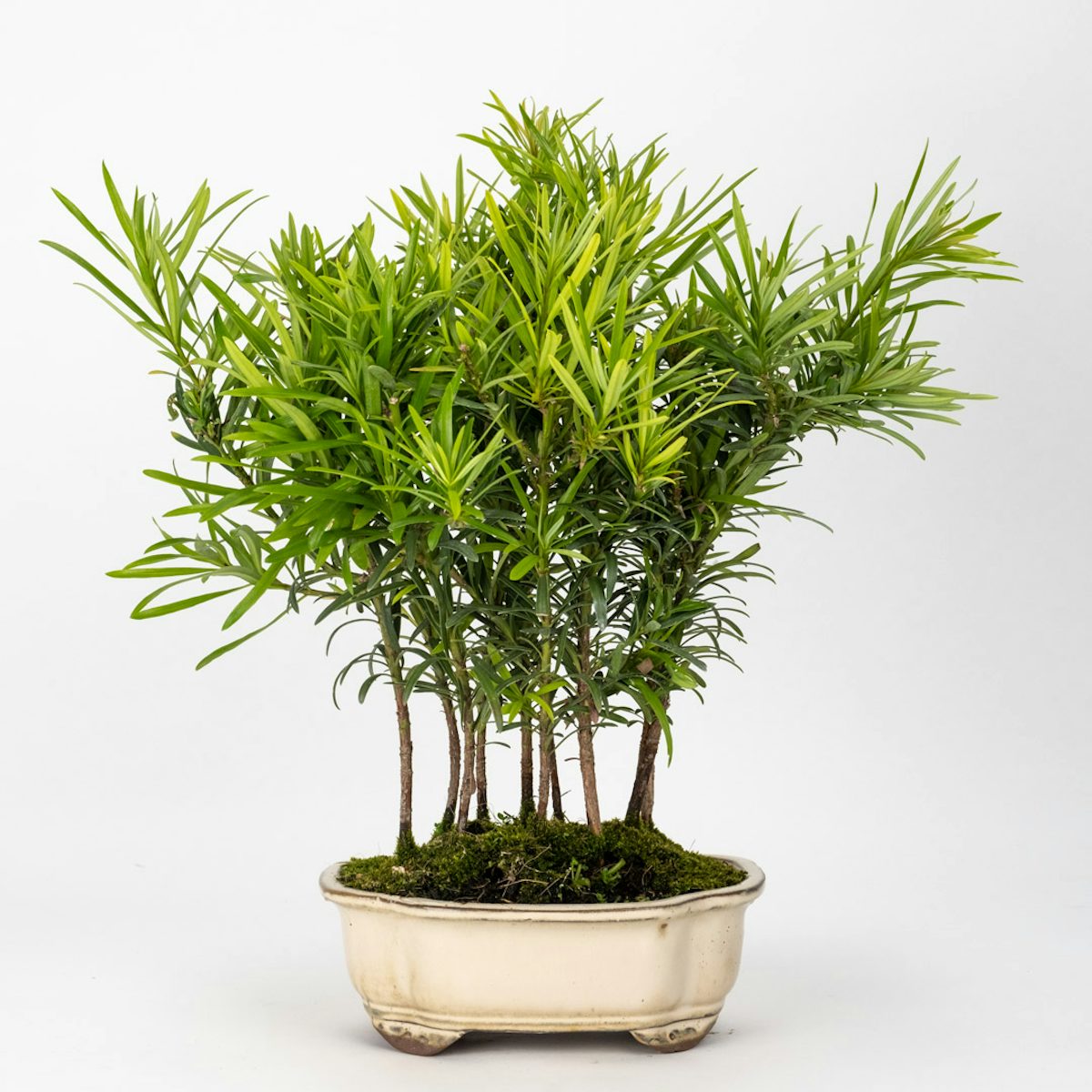 Bonsaï 7 ans Podocarpus macrophyllus