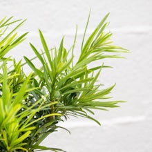 Bonsai 7 Jahre alt Podocarpus macrophyllus