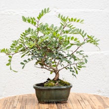 Bonsai 7 years old Pistacia le... related pic